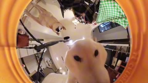 Looks like 2026 will be a dog eat dog year 🤣