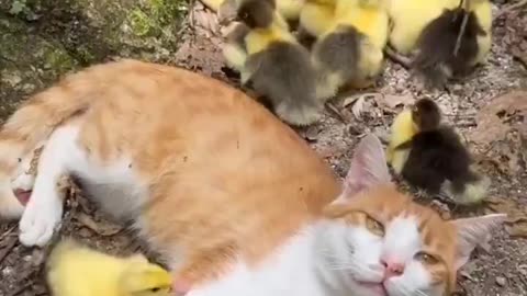 Cute all around