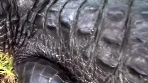 GATOR GRUNTS BELLA IS A VERY VOCAL ALLIGATOR & TALKS A LOT ADULT VERSION OF BABY GATOR CHIRPS!