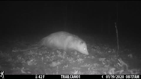 Michigan Trail Camera the last of 2024 footage