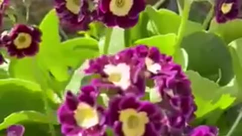 #shorts #nature calls - #birds #chirping #sounds & #waterfall among beautiful purple💐 #flowers