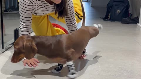 Silly Sausage does Yoga
