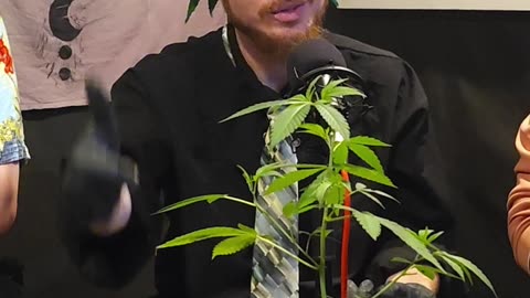 How to Clone and Top Your Plant