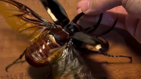 Huge beetle
