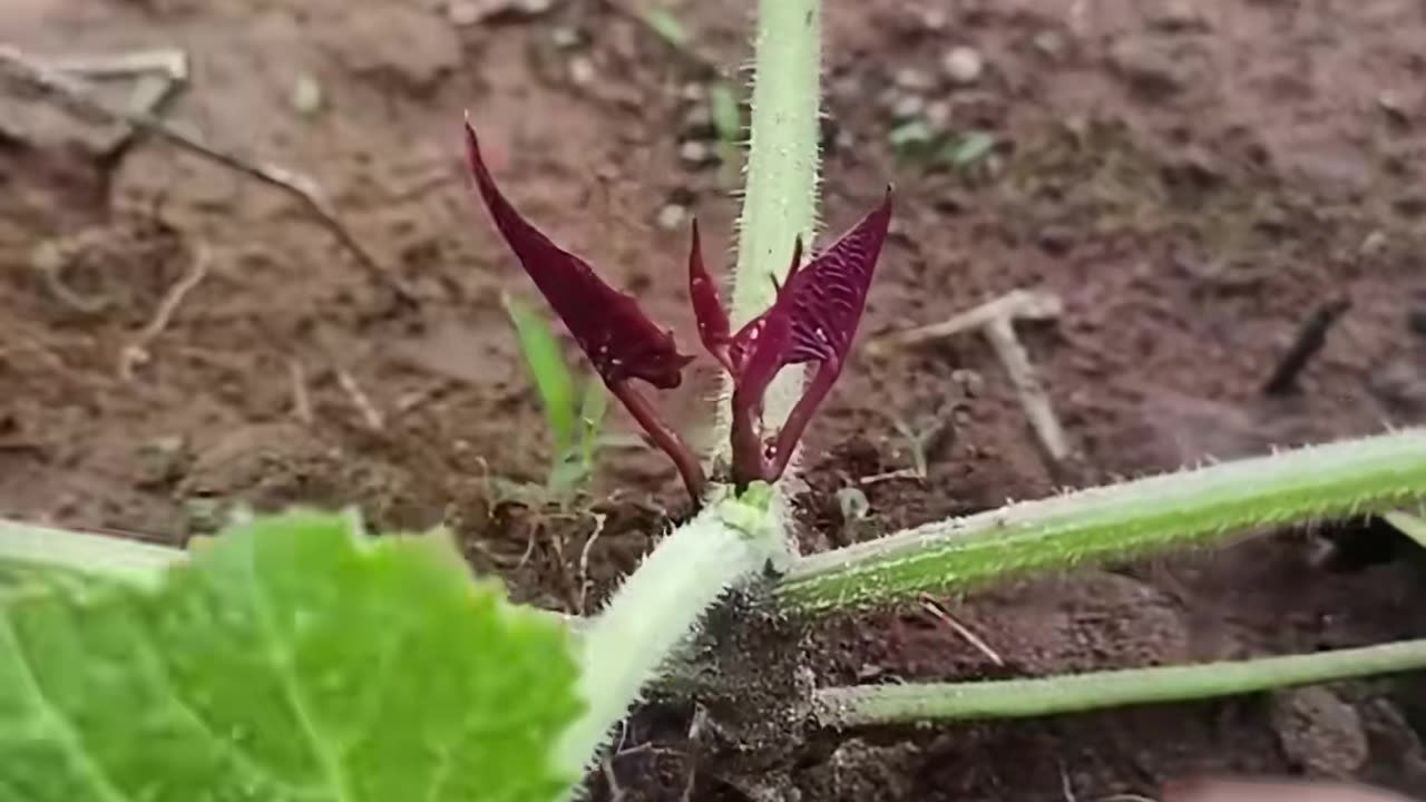 💡✨ A Clever Hack You'll Wish You Knew Sooner | LifeHacksDaily