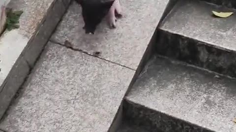 🐷😱 Piggy: 'Brake Isn't Working!' | FunFM