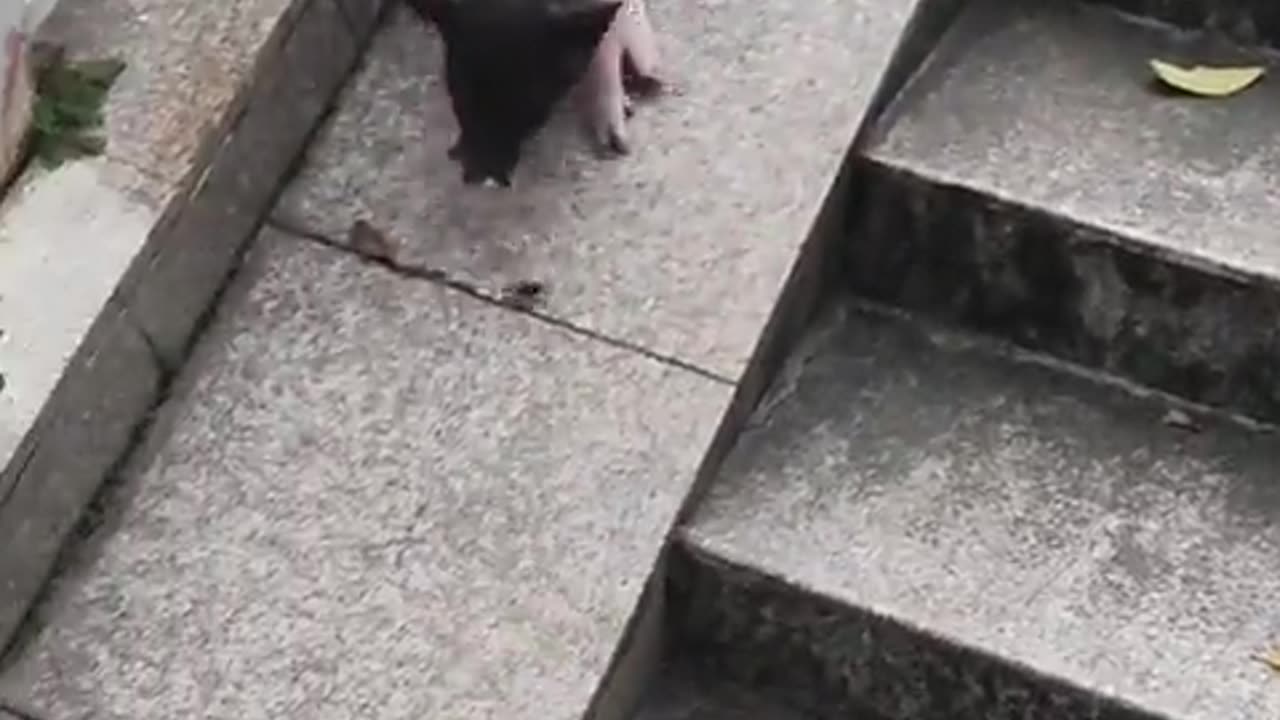 🐷😱 Piggy: 'Brake Isn't Working!' | FunFM