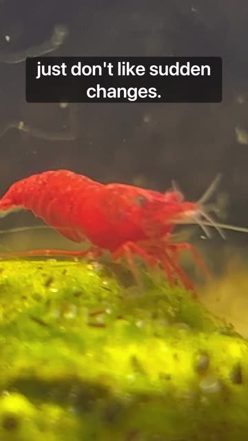 Shocking Discovery- Paludarium