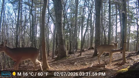 The Woods – 02/08/2026