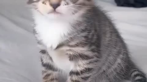 Cat hiccups