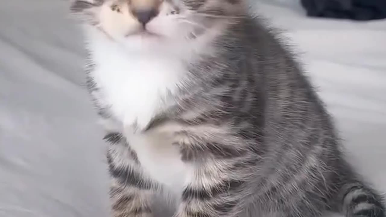 Cat hiccups