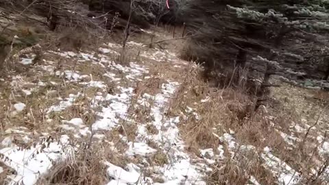 Biggest Coyote Ever