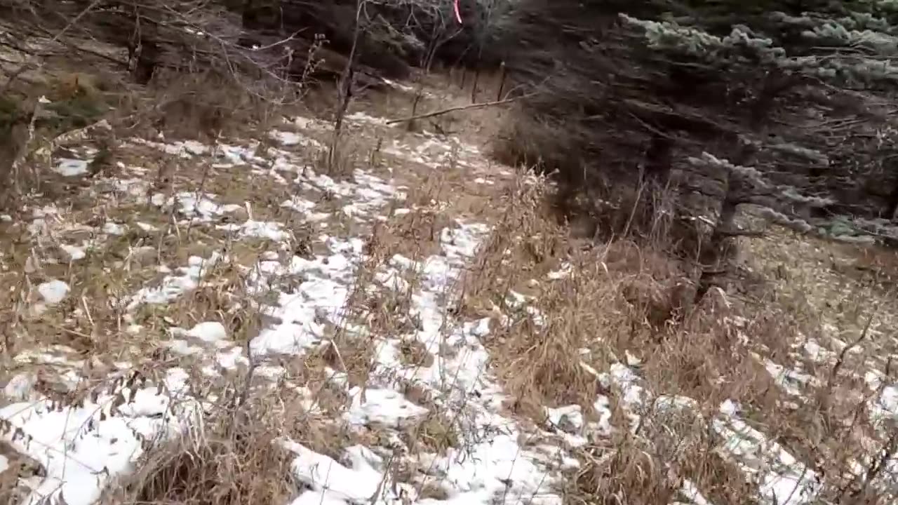 Biggest Coyote Ever