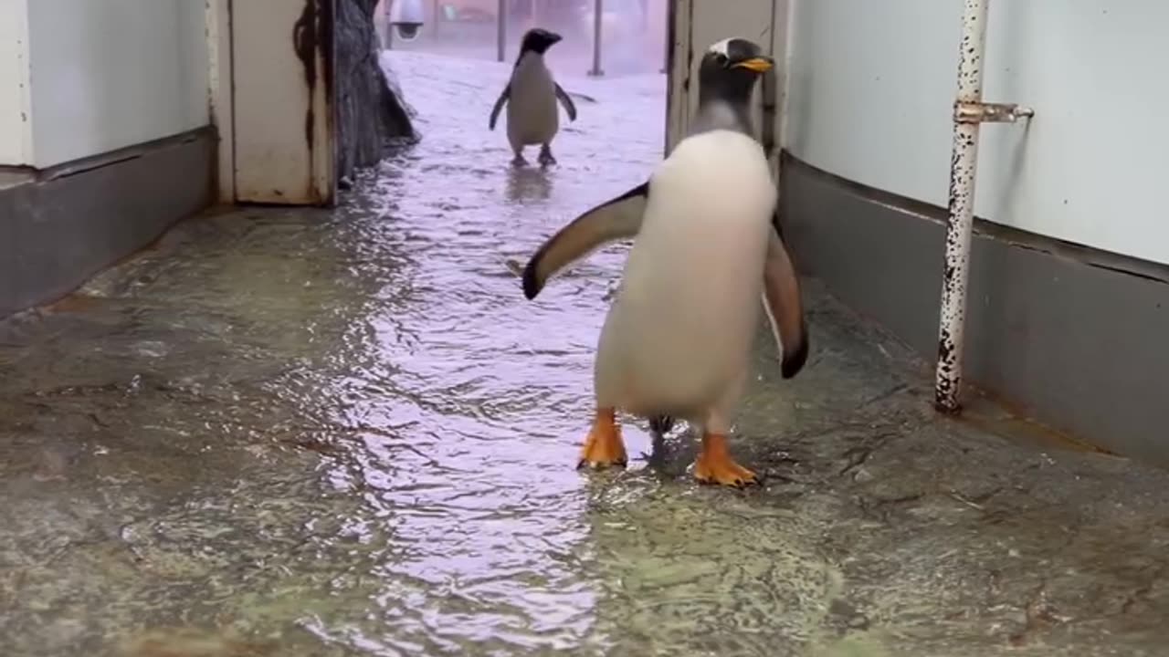 General admission at a concert when doors are opened