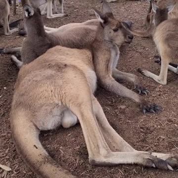 Kangaroo diaries only in Australia