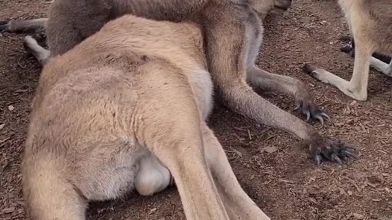 Kangaroo diaries only in Australia