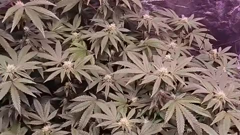 DWC #cannabiseducation #cannabisdaily #plant #cannabiscommunity420 #hydroponic
