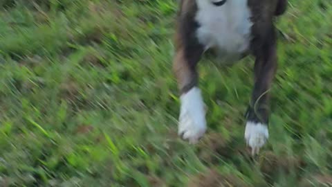 George running full tilt