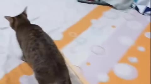 #funny cats