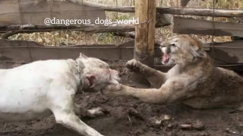 Dogo argentino vs puma