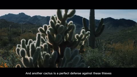 This Giant Cactus Stores 5000 Liters of Water in One Rain!