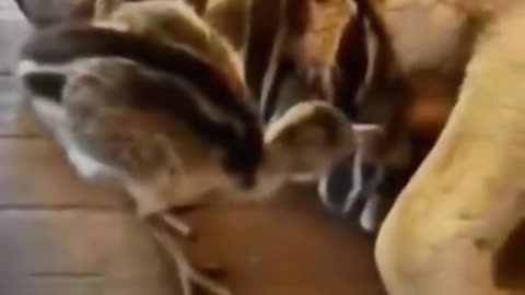😴🐶 The Cutest Nap Time Ever! | FunFM