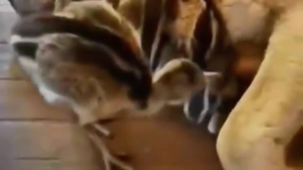 😴🐶 The Cutest Nap Time Ever! | FunFM