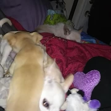 Chihuahuas got advice