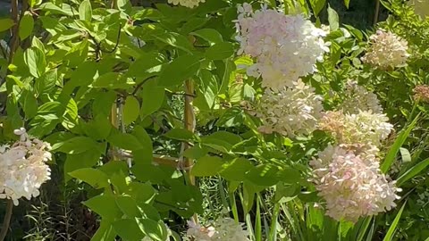 God please do your daily meditation express gratitude for things you have by being kind and nature