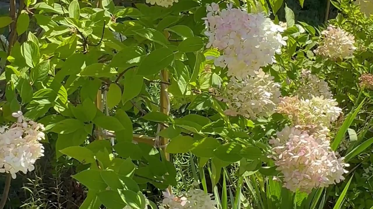 God please do your daily meditation express gratitude for things you have by being kind and nature
