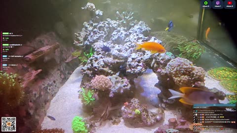24/7 Real Live Reef Stream