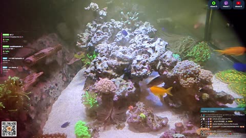 24/7 Real Live Reef Stream