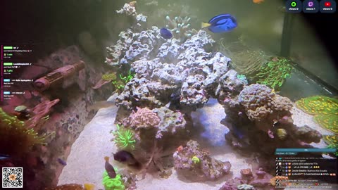 24/7 Real Live Reef Stream