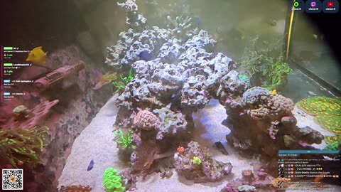 24/7 Real Live Reef Stream