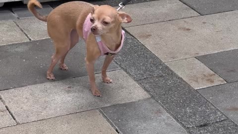 Dog Tracks Down Owner By Smell