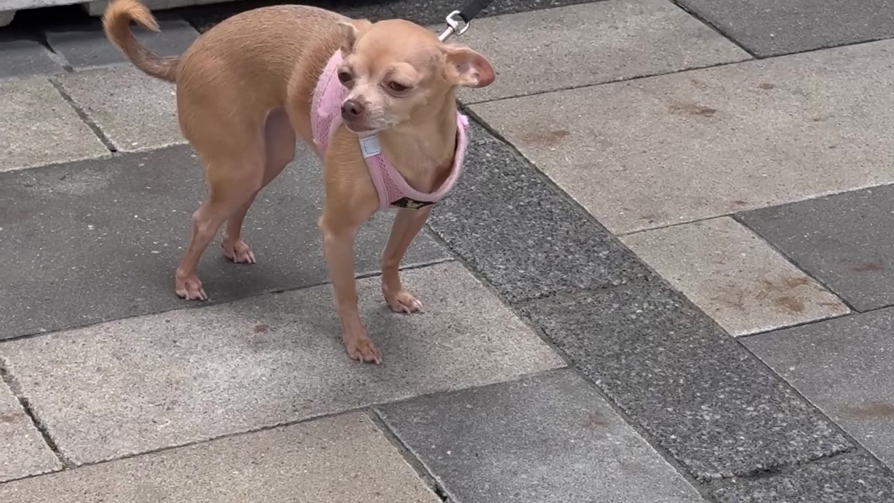 Dog Tracks Down Owner By Smell