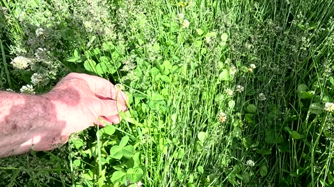 Summer forage