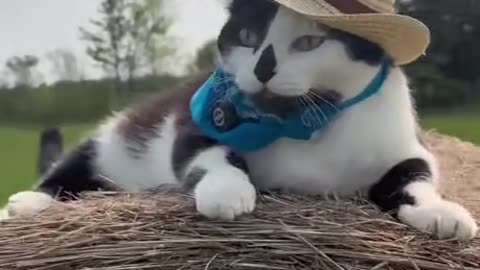 Cowboy Cat