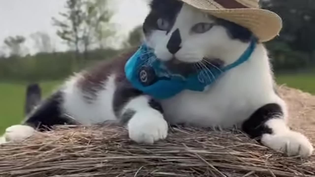 Cowboy Cat