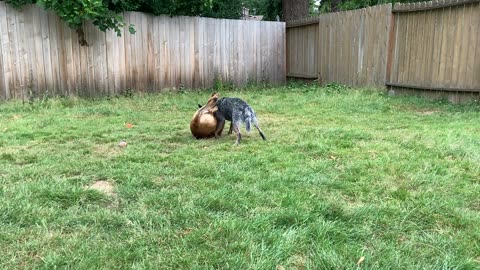 backyard wrastlin 32098423098753207