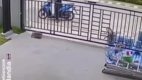 🐢🤯 This Tortoise's Escape Plan is Genius! | FunFM
