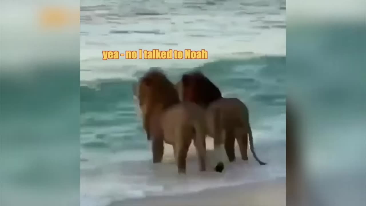 Funniest animal voice over