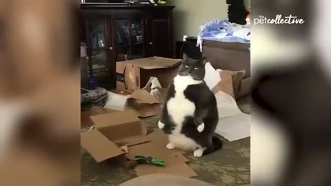 Most Viral Cats Of The internet