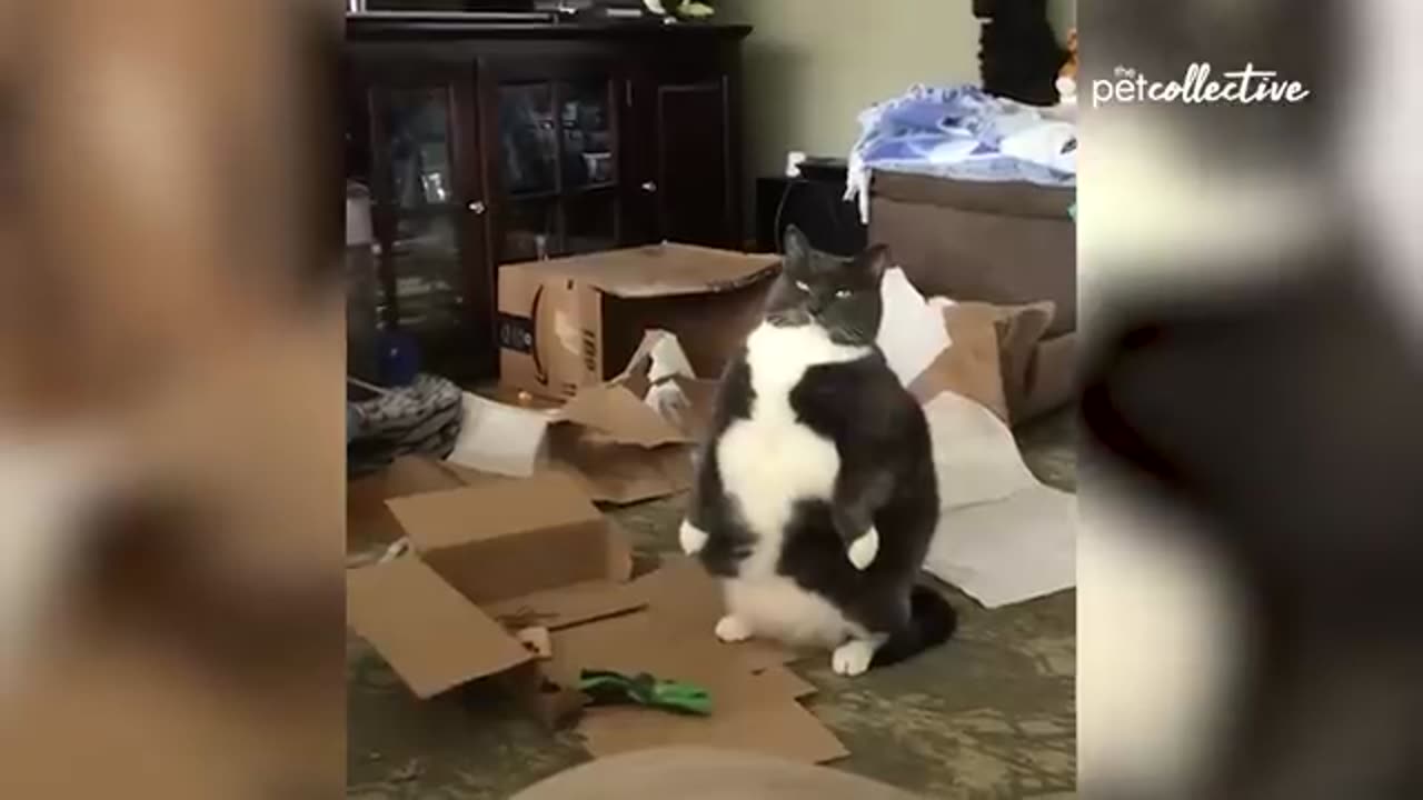 Most Viral Cats Of The internet