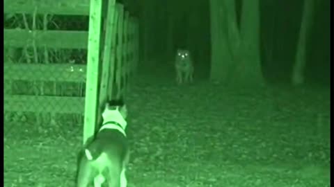 CCTV Captures Pitbull Facing Unknown Creature at Night 😨 #Scary #Horror #creepy