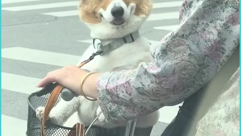 Dogs are everything 🥰❤️