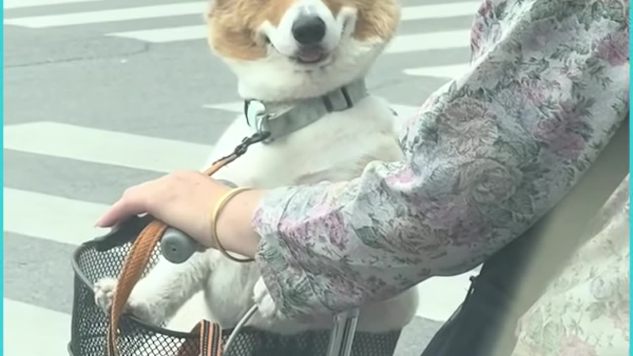 Dogs are everything 🥰❤️