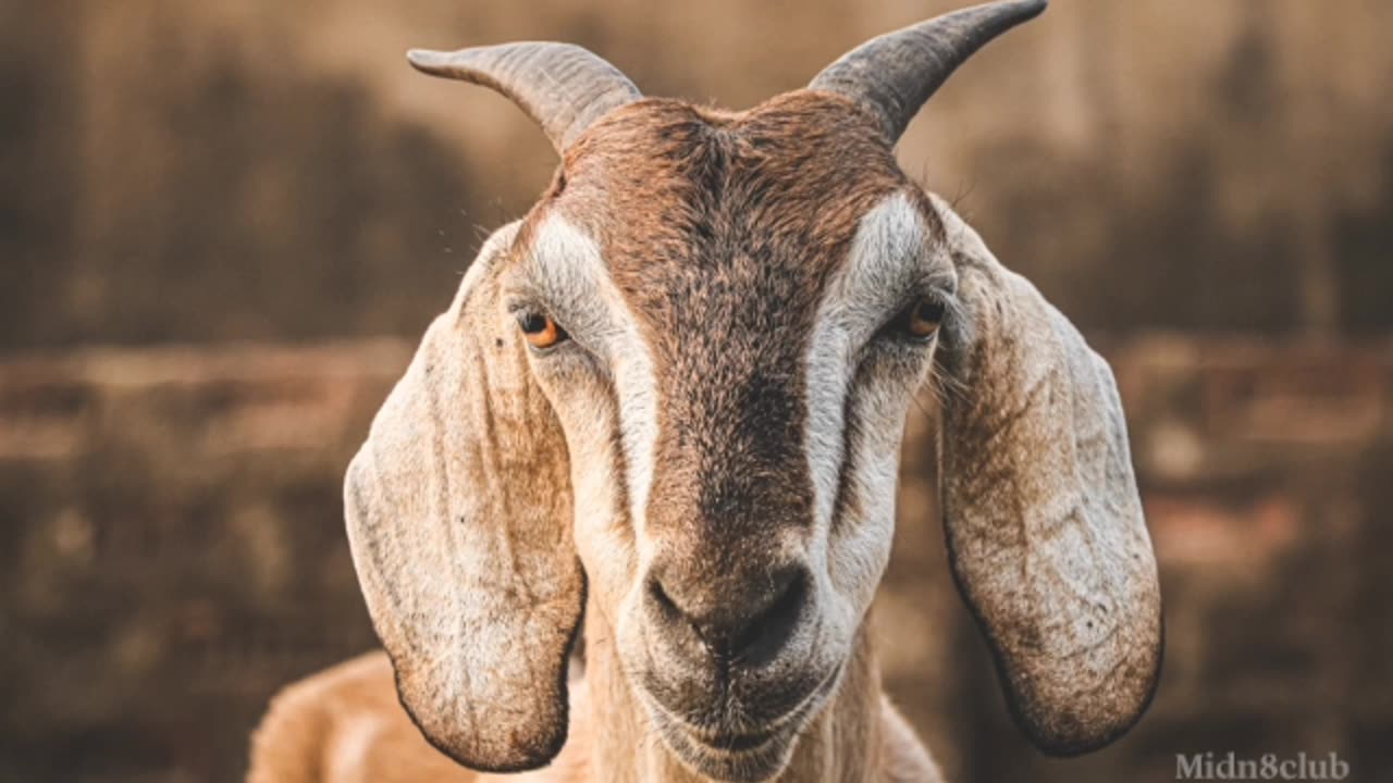 Judas Goat: What is Counter Intelligence (COINTEL) "Compulsion" (1959)