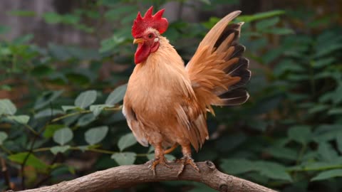Rooster, chicken
