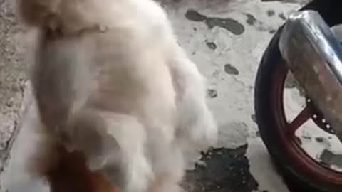Doggy